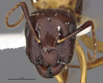Media type: image;   Entomology 21526 Aspect: head frontal view